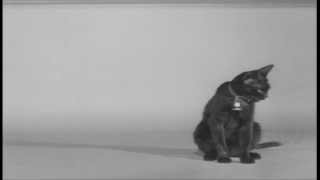 The Fat Black Pussycat (1963) - Trailer