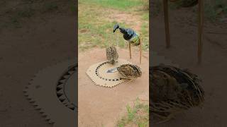 Easy Technique Quick Innovative Quail Trap