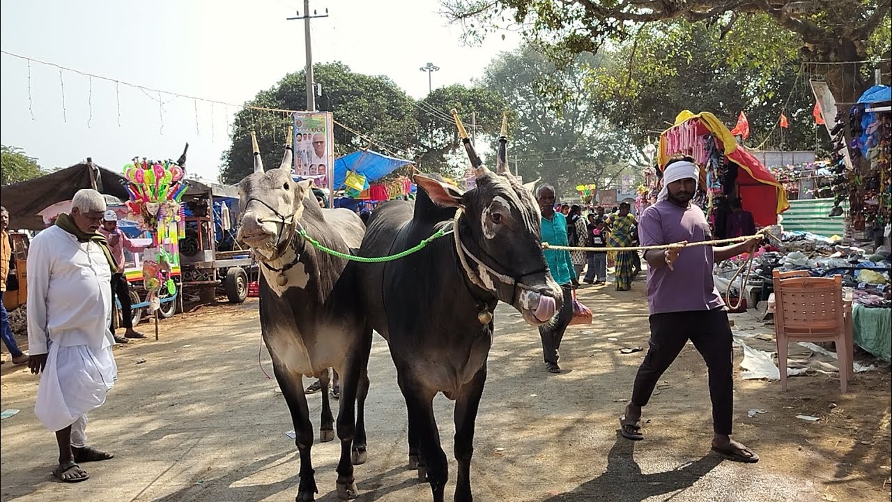 Hallikar Bull 2/4 teeth Studbulls@VillageDay-j2p 