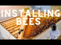 Installing Bees in a top bar hive.