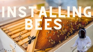 Installing Bees in a top bar hive.