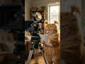 Genius cat #joy #play #film #cat