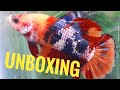 UNBOXING FEMALE CANTIK LINE NEMO