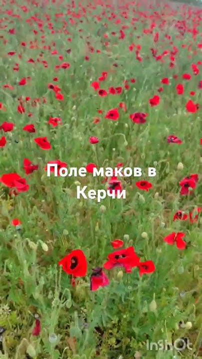 Очаровательное поле маков в Керчи. Крым. - YouTube