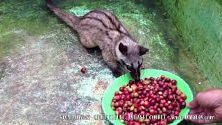 Download Lagu CIVET COFFEE - WEASEL COFFEE - KOPI LUWAK MP3