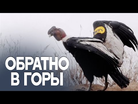 Андского кондора пришлось выхаживать больше года