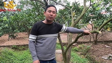 Cách xử lý bệnh xì mủ trên cây bưởi diễn đơn giản, hiệu quả- Đức Nhân TV