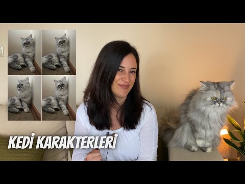 5 farklı kedi karakteri 🐾