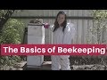 Beekeeping for beginners- The absolute basics