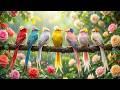 Gentle Music Rest the Mind and Soothe the Soul🌿Rain Birdsong for Instant Calm🌧️🐦 Restore Inner Peace