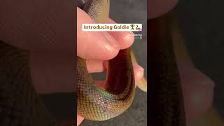 Famous The Gold 🏆 on this Northern White Lipped Python 🐍 is Insane Profile