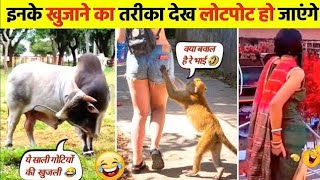 🤣इन जानवरों के खुजाने के तरीके भी देख लो | Most Funny Animals Videos in Hindi | Funny Monkey Moment