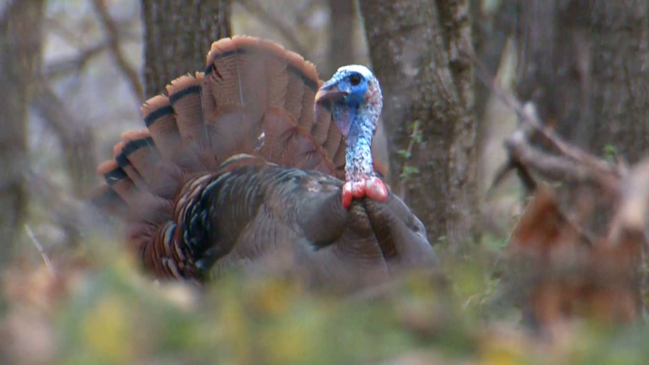 Turkey in the Woods Spring Turkey Season in Missouri YouTube