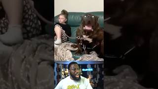What kind of dog is this?!