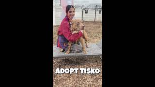 Adopt Tisko - DCAS - Chamblee, GA