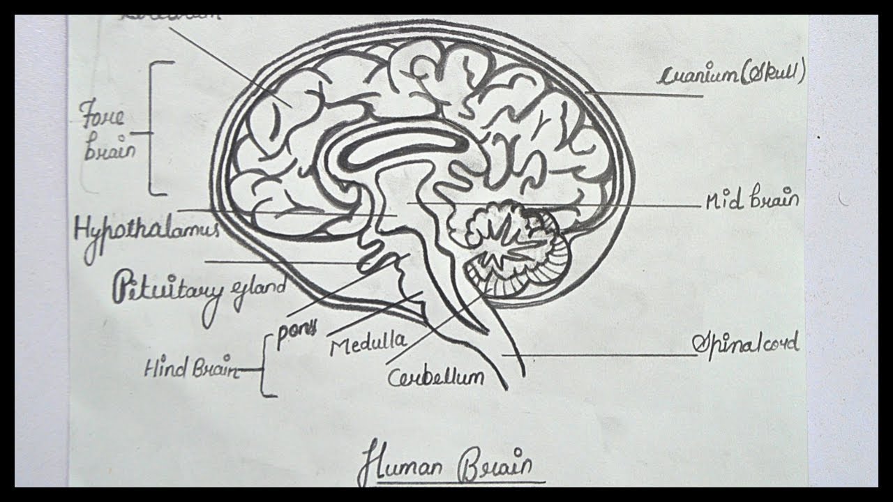 Different diagram of human brain illustration Stock Vector Image & Art -  Alamy