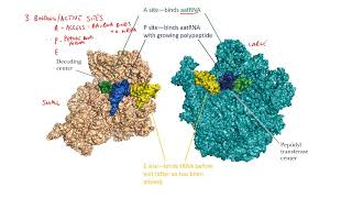 CHEM 313 lecture 21 (summer 2020)