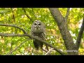 Male Female barred owls