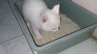 first time kitten mochi and kitten kiko poop in the sandbox... by Kucing Desa 1,836 views 1 year ago 3 minutes, 41 seconds