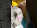 ママが手を出すとよじ登ってくる子猫