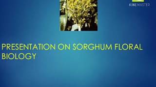 Sorghum Crop Introduction ,Morphology and Biology