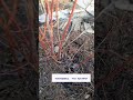 #цветы #дача #огород #рассада #клумба #удобрения #голубика