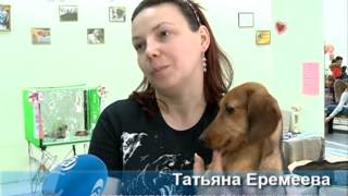 В Благовещенске прошла ярмарка-продажа щенков и котят В Благовещенске прошла ярмарка-продажа щенков и котят