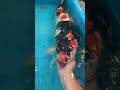 Cute baby Koi