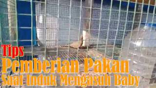 Download Lagu TIPS PEMBERIAN PAKAN PERKUTUT - Saat Induk Mengasuh Baby/ Piyik MP3