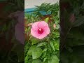beautiful garden #homestay #amazing flowers 🌺#trending #youtubeshorts #shortsvideo #ytshorts