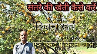 संतरे की खेती कैसे करें || कितना खर्च || एक एकड़ में कितना लाभ || Commercial Orange Farming in india