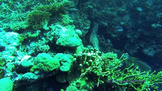 Saltwater Crocodile, Solomon Islands.  Video by Craig Capehart