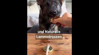 Taste Test - was Hündin Luna besonders liebt - getrocknete Hühnerfüße als Barf-Snack von Naturalis