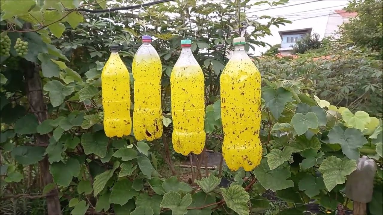 Cola Entomológica Amarela para Captura de Insetos - Yellow Glue