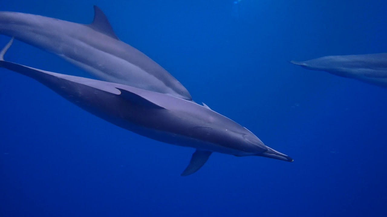 Swimming with dolphins at Captain Cook Point in Kona; June 16, 2016