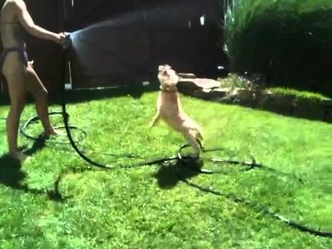 Buddy likes the hose