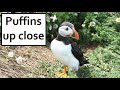 Solo Sailing Adventure Days 40 to 44 - Dale to Pwllheli - **Special Puffin Episode**