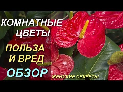 Вопрос: Несут ли вред цветы с вашего подоконника Какие Какой вред ( см )?