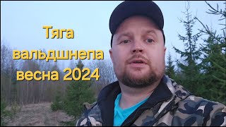 Тяга вальдшнепа весна 2024 , 28 апреля