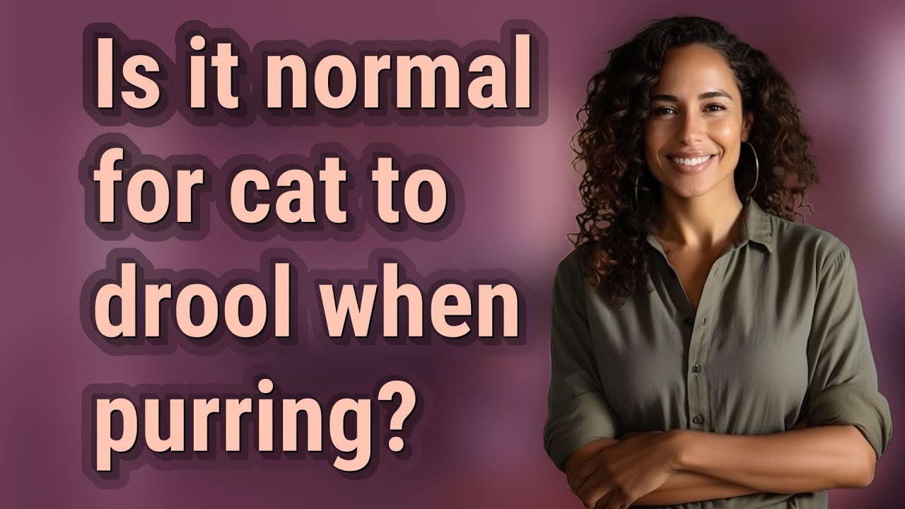 Is It Normal For Cat To Drool When Purring YouTube is-it-normal-for-cat-to-drool-when-purring-youtube