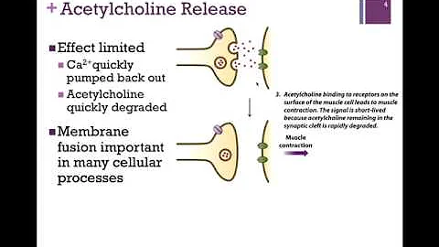 065-Acetylcholine Release & Membrane Fusion - DayDayNews