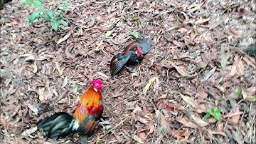 Bẫy Gà Rừng Rặc Đầu Mùa ( Gà Mồi Giọng Đồng Son ) cực hay 