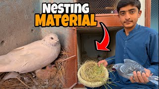 Aseel Kabooteron Ka Chick 🐣 Hatche Hogya😱 | Just Huzaifa Khan |