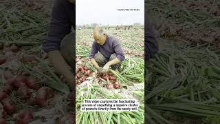 Underground Bounty: Harvesting Giant Fresh Peanuts #shorts