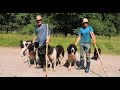 Câinii ciobănești de bucovina și oile lui PUȚ ION din zona TĂTAR, Șugatag-Maramureș super video 2021