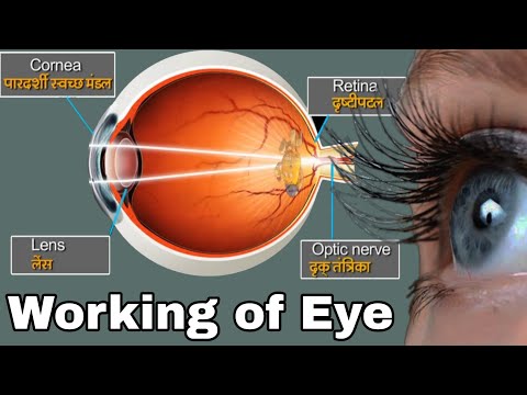 आँख कि कार्यप्रणाली: हमारी आंख कैसे काम करती है? | Working of The Human Eye in Hindi