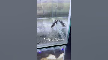 Dying Betta Fish Saved From Pet Store | The Dodo