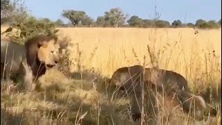 1 Adult Male attacked 3 Young Males | Lion Warfare | Epic Battle