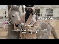 راضي بحبك عبدالله ال فروان