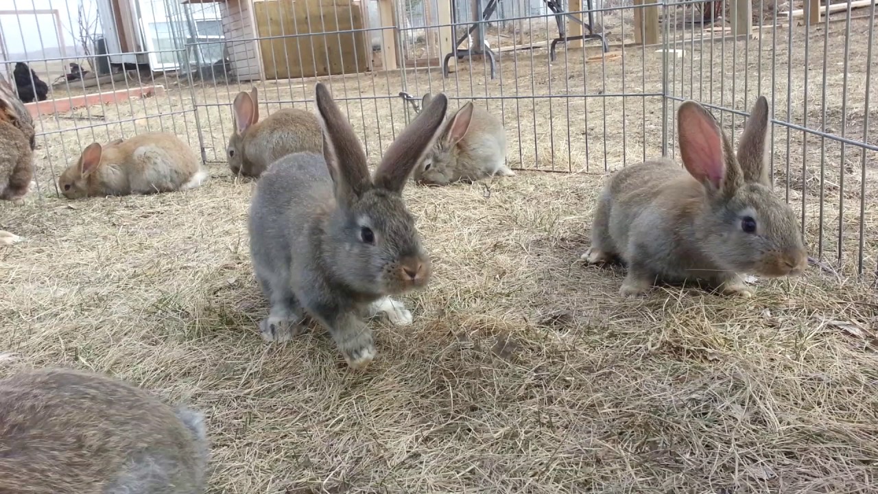 Flemish Giant Rabbits 